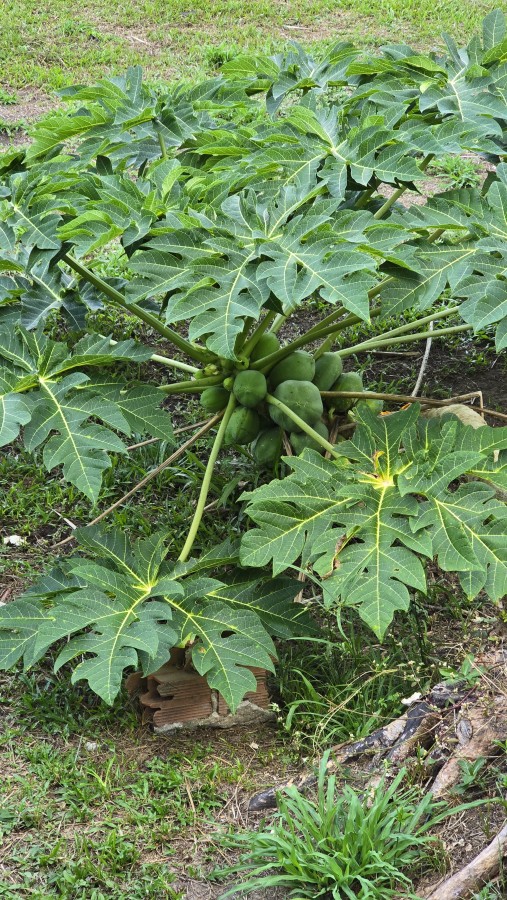 Terreno, 6900 m² - Foto 18